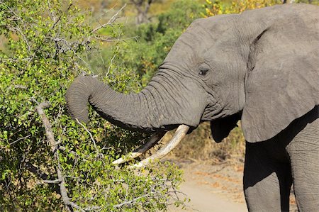 simsearch:400-05738491,k - African elephant (Loxodonta africana) feeding on tree branches, Sabie-Sand nature reserve, South Africa Stock Photo - Budget Royalty-Free & Subscription, Code: 400-05900110
