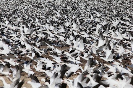 simsearch:400-04741059,k - Thousands of migrating snow geese flying off at Middle Creek Wildlife Management Area, PA, USA. Stockbilder - Microstock & Abonnement, Bildnummer: 400-05901138