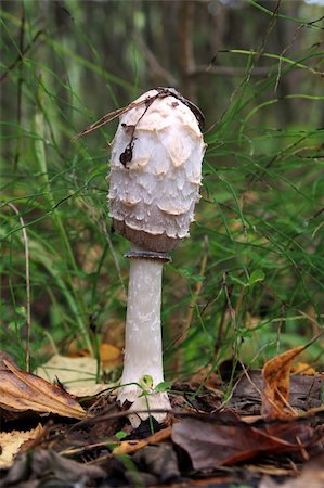 simsearch:400-06094336,k - mushroom Photographie de stock - Aubaine LD & Abonnement, Code: 400-05901233