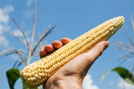 raw corn in hand Stock Photo - Budget Royalty-Free & Subscription, Code: 400-05901396