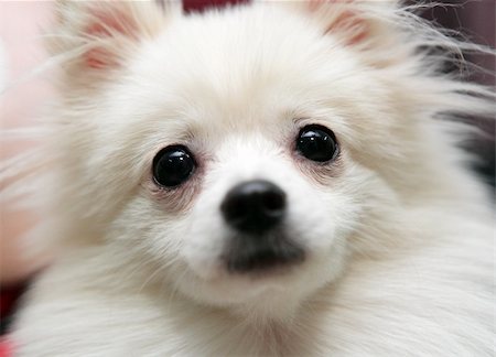 white pomeranian dog Stockbilder - Microstock & Abonnement, Bildnummer: 400-05901638