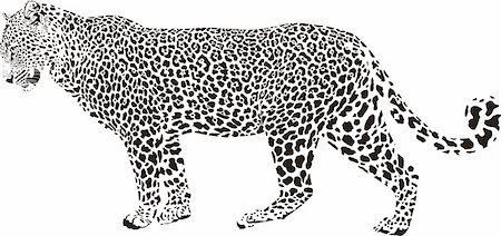 Leoard - Black and white vector illustration Stock Photo - Budget Royalty-Free & Subscription, Code: 400-05901760