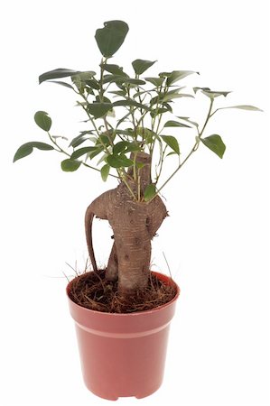 Bonsai Ficus Tree isolated on the white Stock Photo - Budget Royalty-Free & Subscription, Code: 400-05902335