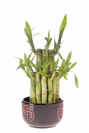 Lucky bamboo (Dracaena sanderiana) in a porcelain pot, isolated on white Stock Photo - Budget Royalty-Free & Subscription, Code: 400-05902336