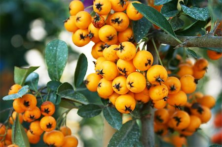 Sea buckthorn berries branch closeup picture. Stock Photo - Budget Royalty-Free & Subscription, Code: 400-05902338