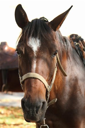 simsearch:400-08130471,k - head of nice brown horse with white string Stock Photo - Budget Royalty-Free & Subscription, Code: 400-05902565
