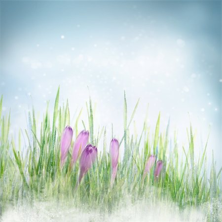 Winter or early spring nature background with frozen grass and crocus flowers. Spring floral background Foto de stock - Super Valor sin royalties y Suscripción, Código: 400-05902624