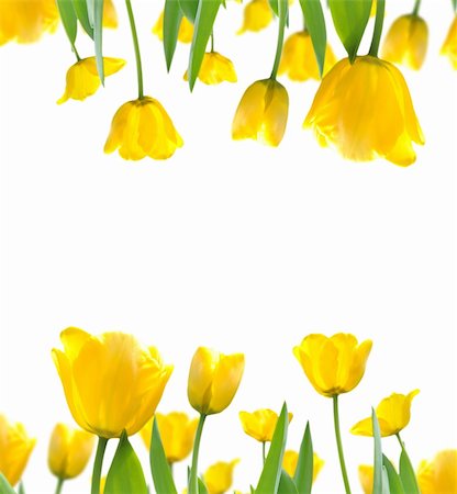 simsearch:400-06130523,k - beautiful yellow tulips on white for background Stock Photo - Budget Royalty-Free & Subscription, Code: 400-05902656