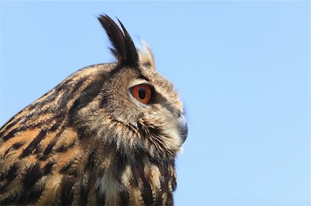 european eagle owl - Close-up image of an eagle owl against a blue background. Foto de stock - Super Valor sin royalties y Suscripción, Código: 400-05902660