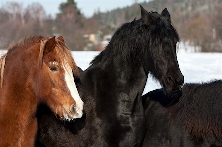 Horses in a cold winter pasture Fotografie stock - Microstock e Abbonamento, Codice: 400-05902702