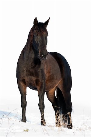 Black horse in a cold winter pasture Fotografie stock - Microstock e Abbonamento, Codice: 400-05902703