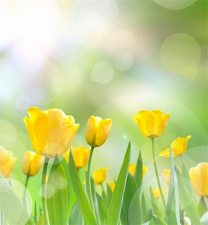 pariwatlp (artist) - beautiful yellow tulips with light reflect in morning Fotografie stock - Microstock e Abbonamento, Codice: 400-05902734