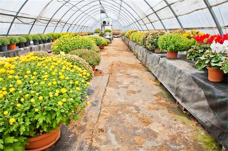 simsearch:400-08131611,k - Greenhouse interior during autumn season, Piedmont, italy Stock Photo - Budget Royalty-Free & Subscription, Code: 400-05902888
