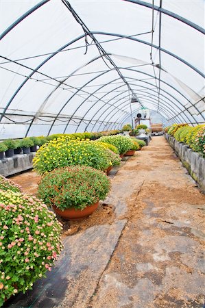 simsearch:400-08131611,k - Greenhouse interior during autumn season, Piedmont, italy Stock Photo - Budget Royalty-Free & Subscription, Code: 400-05902889