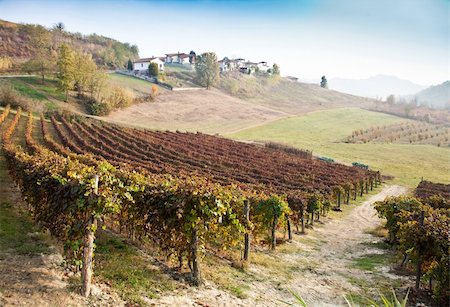 simsearch:400-03937535,k - Italian vineyard of Barbera during autumn season Stock Photo - Budget Royalty-Free & Subscription, Code: 400-05902890