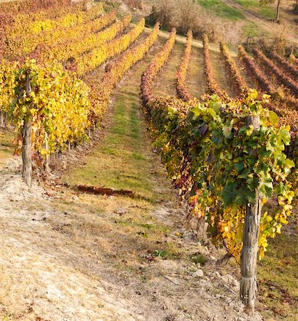 simsearch:400-03937535,k - Italian vineyard of Barbera during autumn season Stock Photo - Budget Royalty-Free & Subscription, Code: 400-05902891