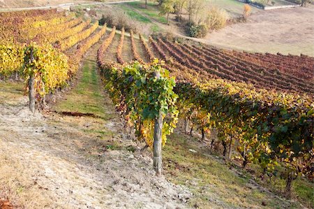 simsearch:400-05750331,k - Italian vineyard of Barbera during autumn season Stockbilder - Microstock & Abonnement, Bildnummer: 400-05902892