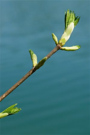 simsearch:400-05069521,k - a sprout at spring time on a sunny day Photographie de stock - Aubaine LD & Abonnement, Code: 400-05903148