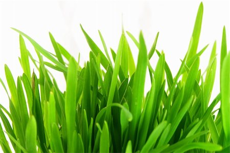 simsearch:400-05362449,k - close up of vivid fresh green grass Photographie de stock - Aubaine LD & Abonnement, Code: 400-05903142