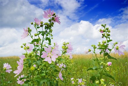 simsearch:700-03298905,k - a beautiful lavatera flowers / growing wild mallow Fotografie stock - Microstock e Abbonamento, Codice: 400-05903304