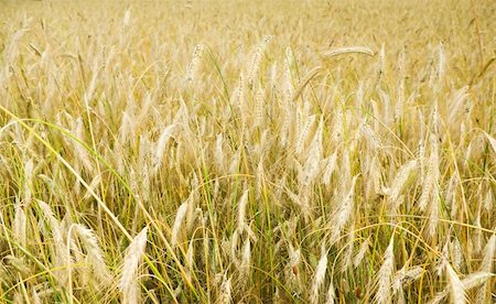 simsearch:400-06760836,k - Ripened spikes of wheat field Photographie de stock - Aubaine LD & Abonnement, Code: 400-05903309