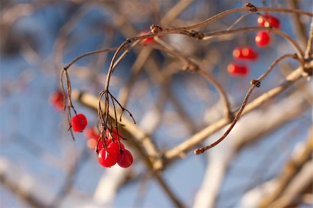 viburnum berries in winter. winter day. January Stock Photo - Budget Royalty-Free & Subscription, Code: 400-05903379