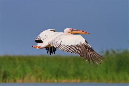 pelecanus - white pelican in flight,  Danube Delta, Romania Foto de stock - Super Valor sin royalties y Suscripción, Código: 400-05903418