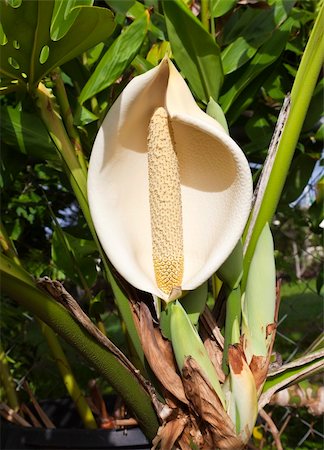 The Monstera Deliciosa is a creeping vine native to tropical rainforests of southern Mexico south to Colombia Foto de stock - Super Valor sin royalties y Suscripción, Código: 400-05903730