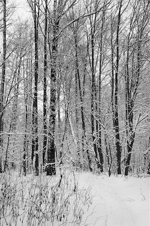 Snow in winter forest. Foto de stock - Super Valor sin royalties y Suscripción, Código: 400-05903744