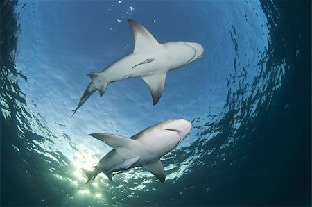 simsearch:400-05387002,k - The view from below of two lemon sharks swimming along the surface, Bahamas Foto de stock - Royalty-Free Super Valor e Assinatura, Número: 400-05903866