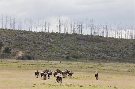 The faraway view of a herd of blue wildebeest grazing, Plettenberg Bay, South Africa Foto de stock - Royalty-Free Super Valor e Assinatura, Número: 400-05903872