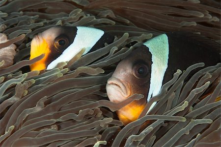 fiona_ayerst (artist) - Two clownfish hiding in between seagrass, KwaZulu Natal, South Africa Foto de stock - Super Valor sin royalties y Suscripción, Código: 400-05903891