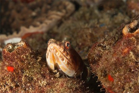 The view of a lizardfish coming from behind a rock, Kwazulu Natal, South Africa Foto de stock - Super Valor sin royalties y Suscripción, Código: 400-05903892