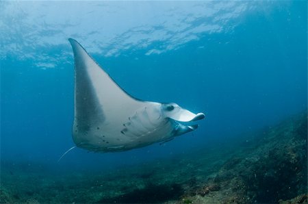 fiona_ayerst (artist) - View of a mantaray swimming along a reef, Zavora, Mozambique Foto de stock - Super Valor sin royalties y Suscripción, Código: 400-05903900