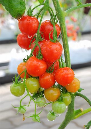 simsearch:400-07113791,k - multicolored of tomato Foto de stock - Royalty-Free Super Valor e Assinatura, Número: 400-05903926