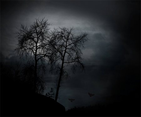 spooky night sky - silhouette of bare trees at sunset with spooky feeling Stock Photo - Budget Royalty-Free & Subscription, Code: 400-05903938