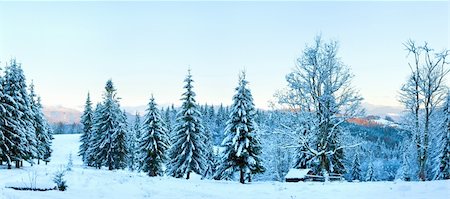 panoramic winter tree landscape - Winter sunset mountain landscape with fir trees forest  (Carpathian, Ukraine). Four shots composite picture. Stock Photo - Budget Royalty-Free & Subscription, Code: 400-05903955