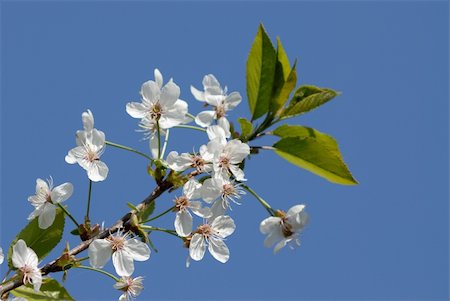 simsearch:400-05066044,k - Cherry branch with spring flowers over blue sky Foto de stock - Royalty-Free Super Valor e Assinatura, Número: 400-05914327