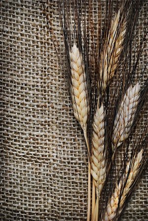 Wheat ears on rough sack material Stock Photo - Budget Royalty-Free & Subscription, Code: 400-05914429