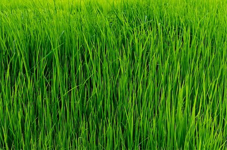 sweetcrisis (artist) - Green grass in green nature in thailand farm Photographie de stock - Aubaine LD & Abonnement, Code: 400-05914588