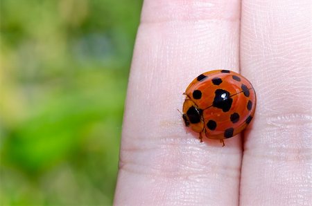 simsearch:400-06427911,k - ladybug in hand and in the nature Stock Photo - Budget Royalty-Free & Subscription, Code: 400-05914591