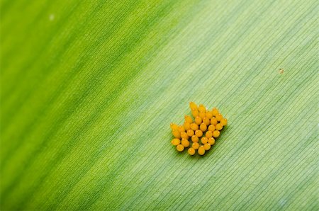 egg capsule - Ladybug egg on leaf in green nature Stock Photo - Budget Royalty-Free & Subscription, Code: 400-05914624