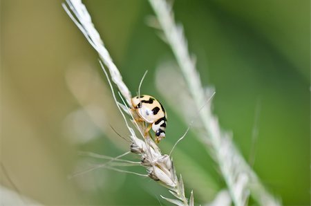 simsearch:400-06427911,k - ladybug in the green nature or in the garden Stock Photo - Budget Royalty-Free & Subscription, Code: 400-05914635
