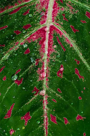color leaf and water drops in green nature or in park Stock Photo - Budget Royalty-Free & Subscription, Code: 400-05914648