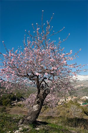 simsearch:400-06083036,k - Flowering almond tree in a snowed mountain landscape Stock Photo - Budget Royalty-Free & Subscription, Code: 400-05914651