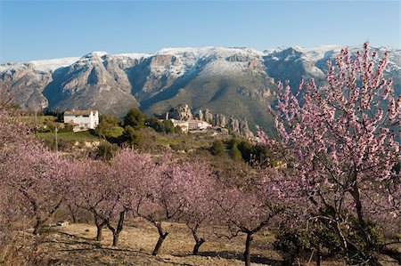simsearch:400-06083036,k - Historic Guadalest village surrounded by a winter landscape with blooming almond trees Stock Photo - Budget Royalty-Free & Subscription, Code: 400-05914664