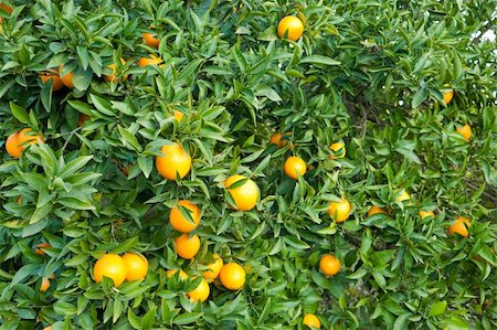 simsearch:400-05920005,k - Full frame take of an orange tree loaded with fresh fruit Foto de stock - Super Valor sin royalties y Suscripción, Código: 400-05914670