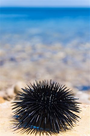 erizo de mar - Sea urchin on rock with sea background Foto de stock - Super Valor sin royalties y Suscripción, Código: 400-05914827