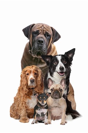 row of dogs - Five dogs in front of a white background Stock Photo - Budget Royalty-Free & Subscription, Code: 400-05914888