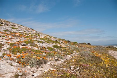 fiona_ayerst (artist) - Colorful flowers growing along a trail on a hill, Western Cape, South Africa Photographie de stock - Aubaine LD & Abonnement, Code: 400-05914899
